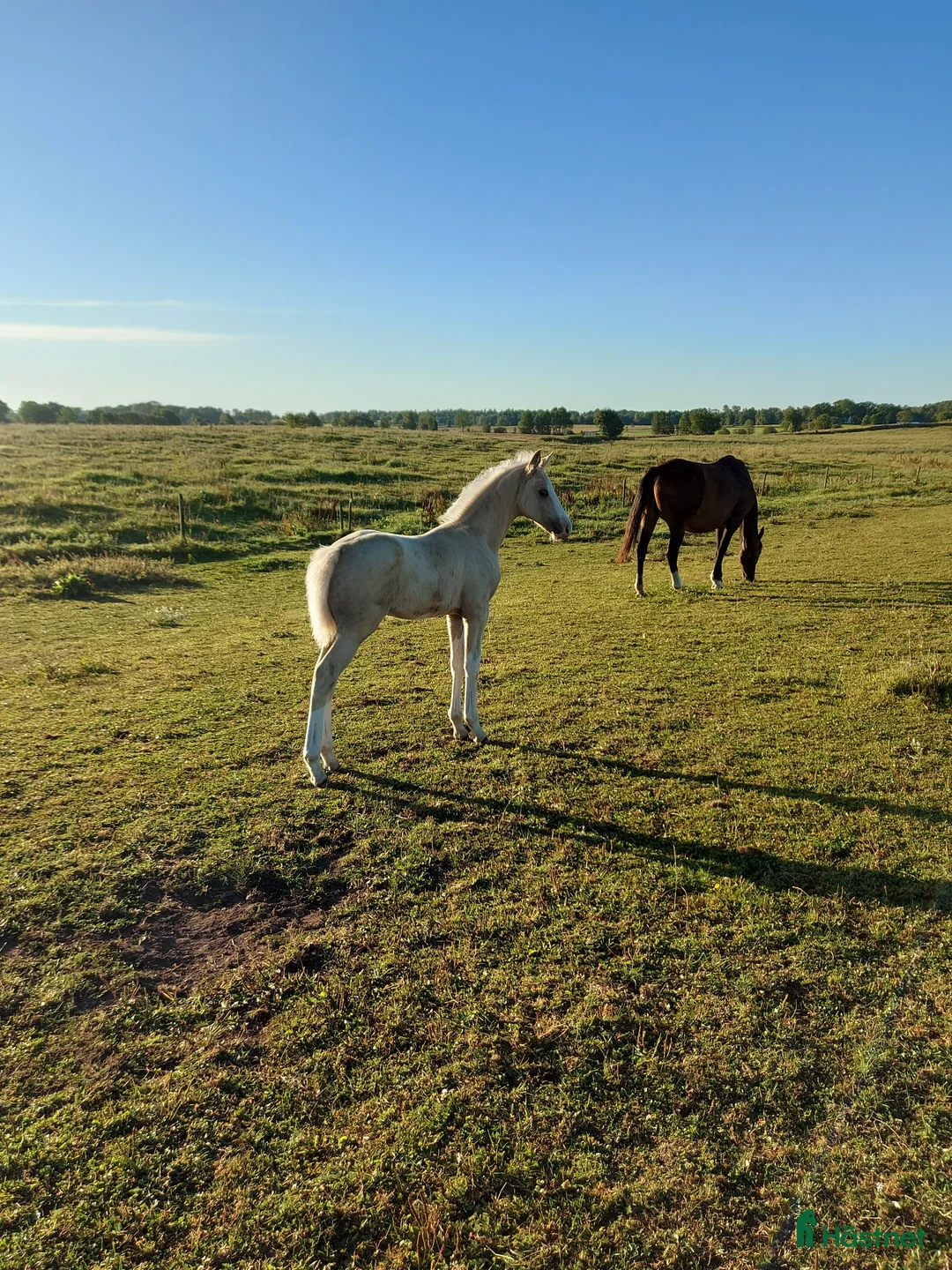 Allround hästar till salu: Hingstunge med utstrålning.  i Falköping - Annons 2