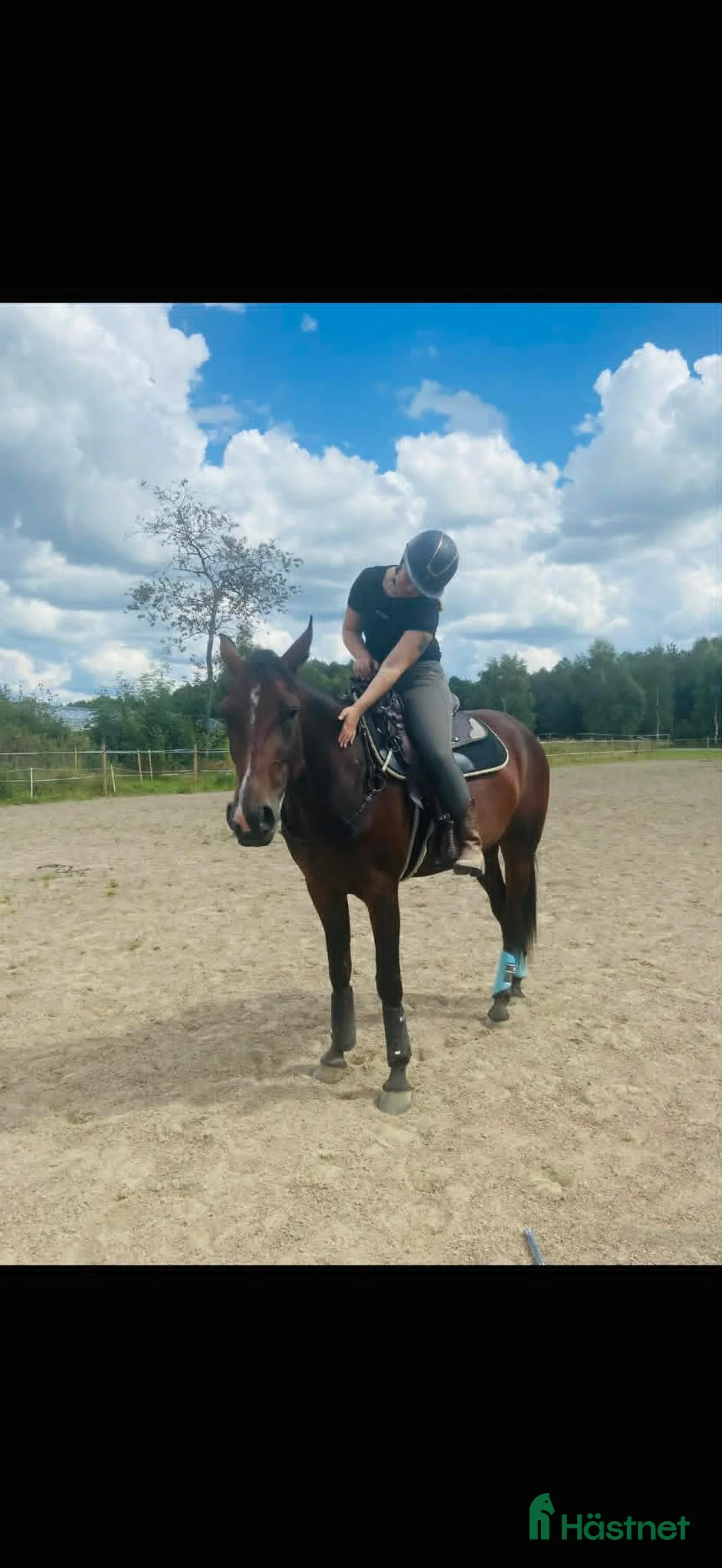 Allround hästar till salu: Ett nytt kapitel sökes för min fina vän❤️ - Annons 5