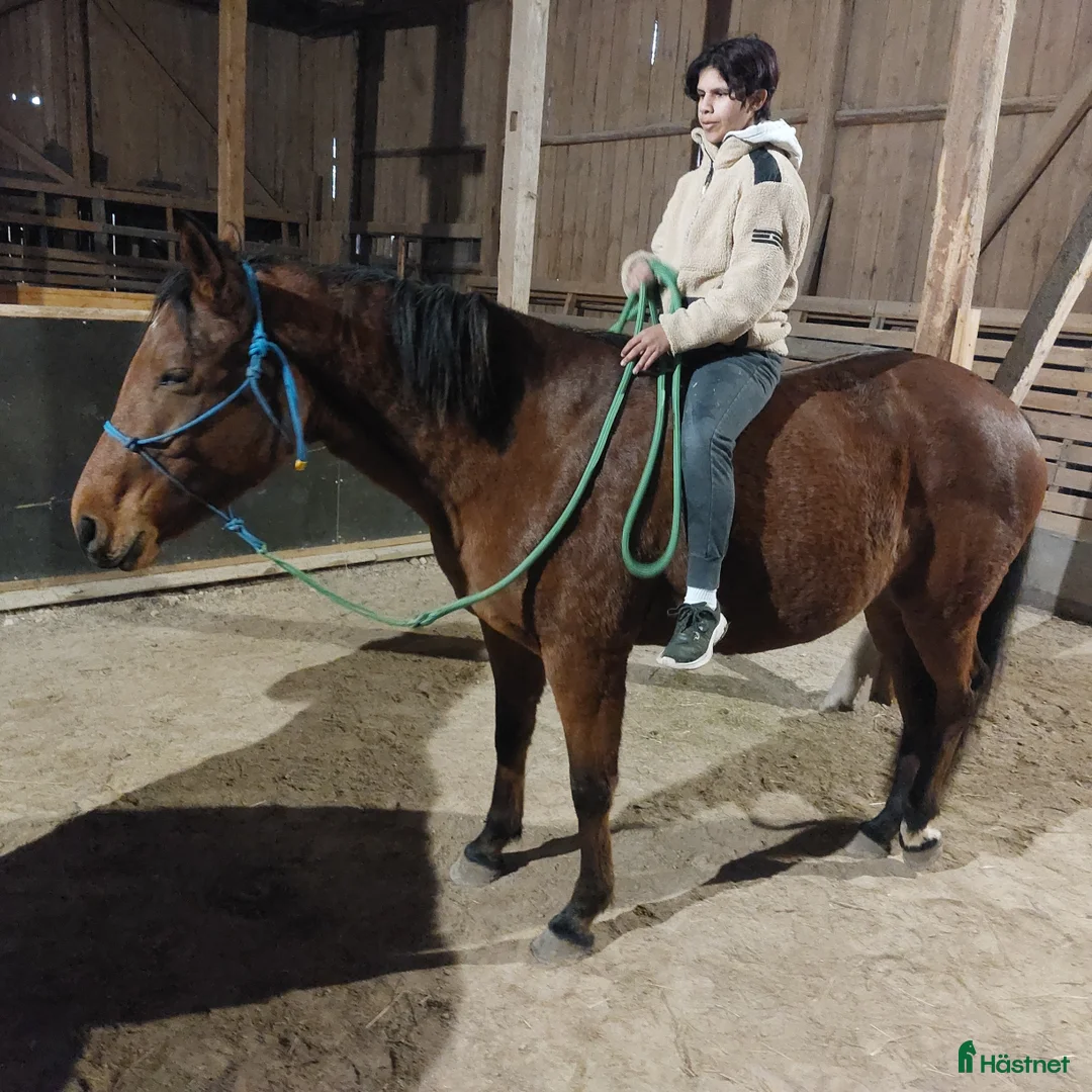 Allround hästar till salu: Charmigt sto söker nytt hem! i Tidan - Annons 3