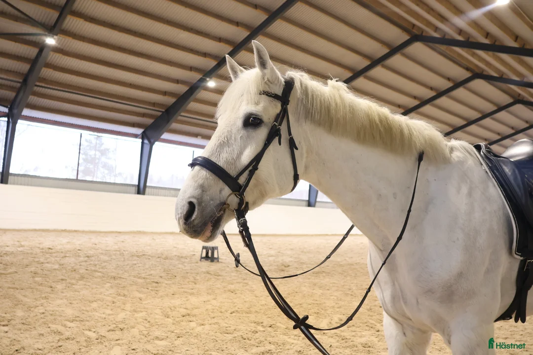 Allround hästar till salu: RIDSKOLEHÄST/VERKSAMHET 🌟 - Annons 1