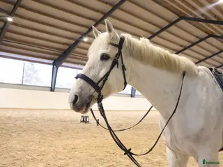 hästar RIDSKOLEHÄST/VERKSAMHET 🌟 - Annons 1