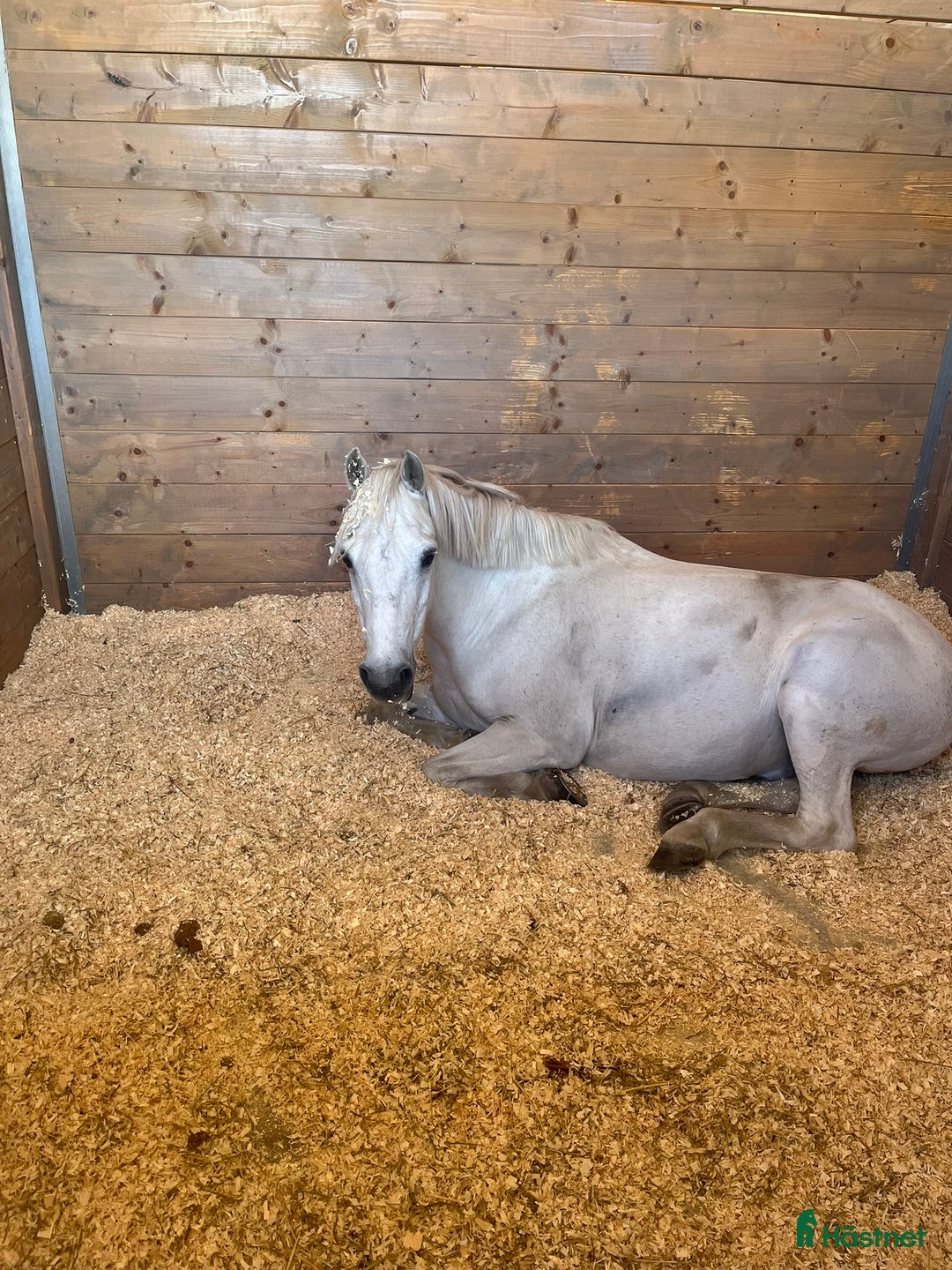 Hoppning hästar till salu: Twilight ||| i Sölvesborg - Annons 4