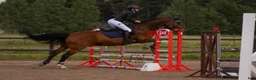 Allround hästar till salu: Lyxig hobbyhäst  - Annons 4