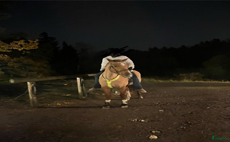  hästar i Saltsjö-boo - Annons 14