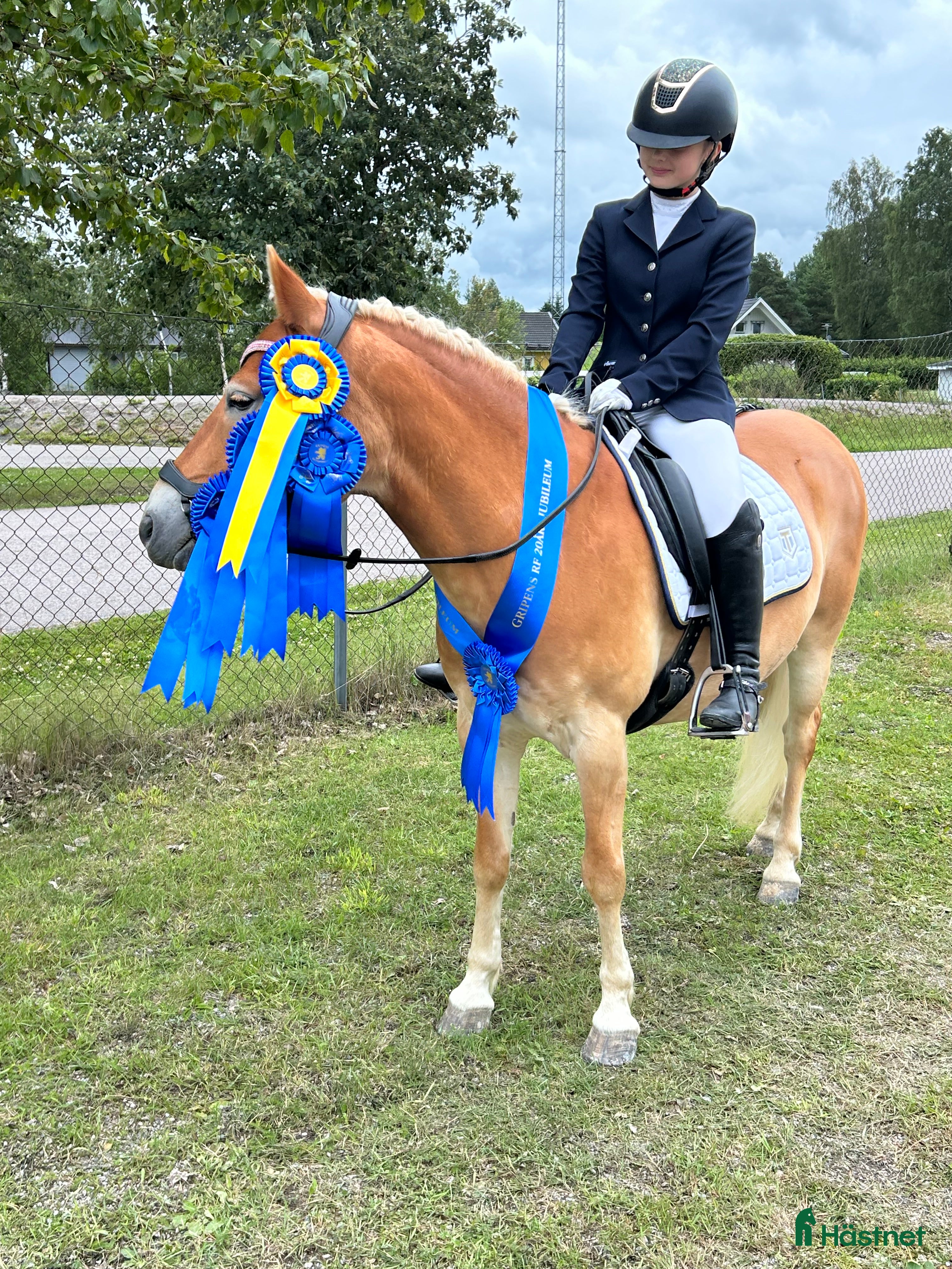  hästar Blickfångare till tävlingsryttare i dressyr - Annons 2
