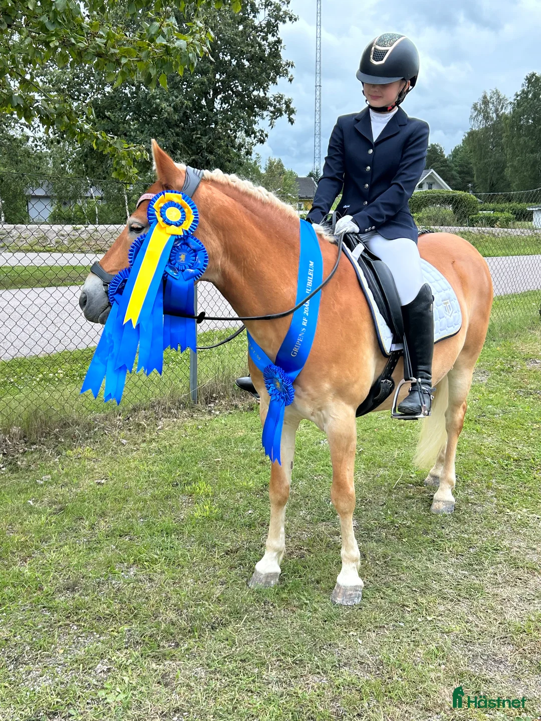 Dressyr hästar till salu: Blickfångare till tävlingsryttare i dressyr i Jönåker - Annons 2