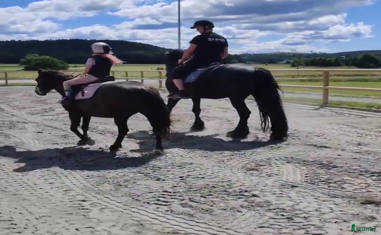  hästar i Veddige - Annons 2