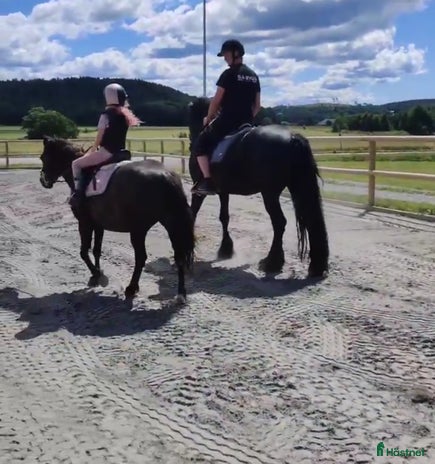 hästar i Veddige - Annons 2