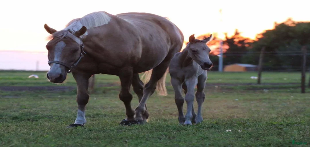 Galleribild {{count}}