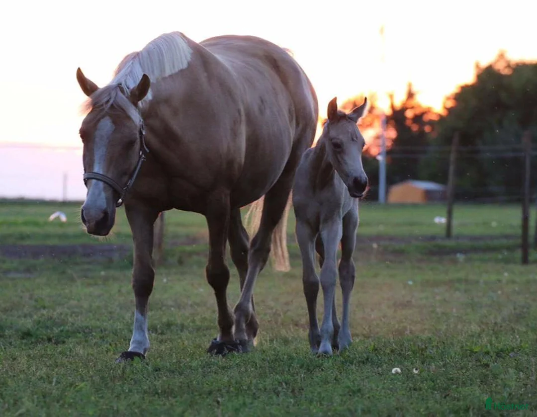 Galleribild {{count}}