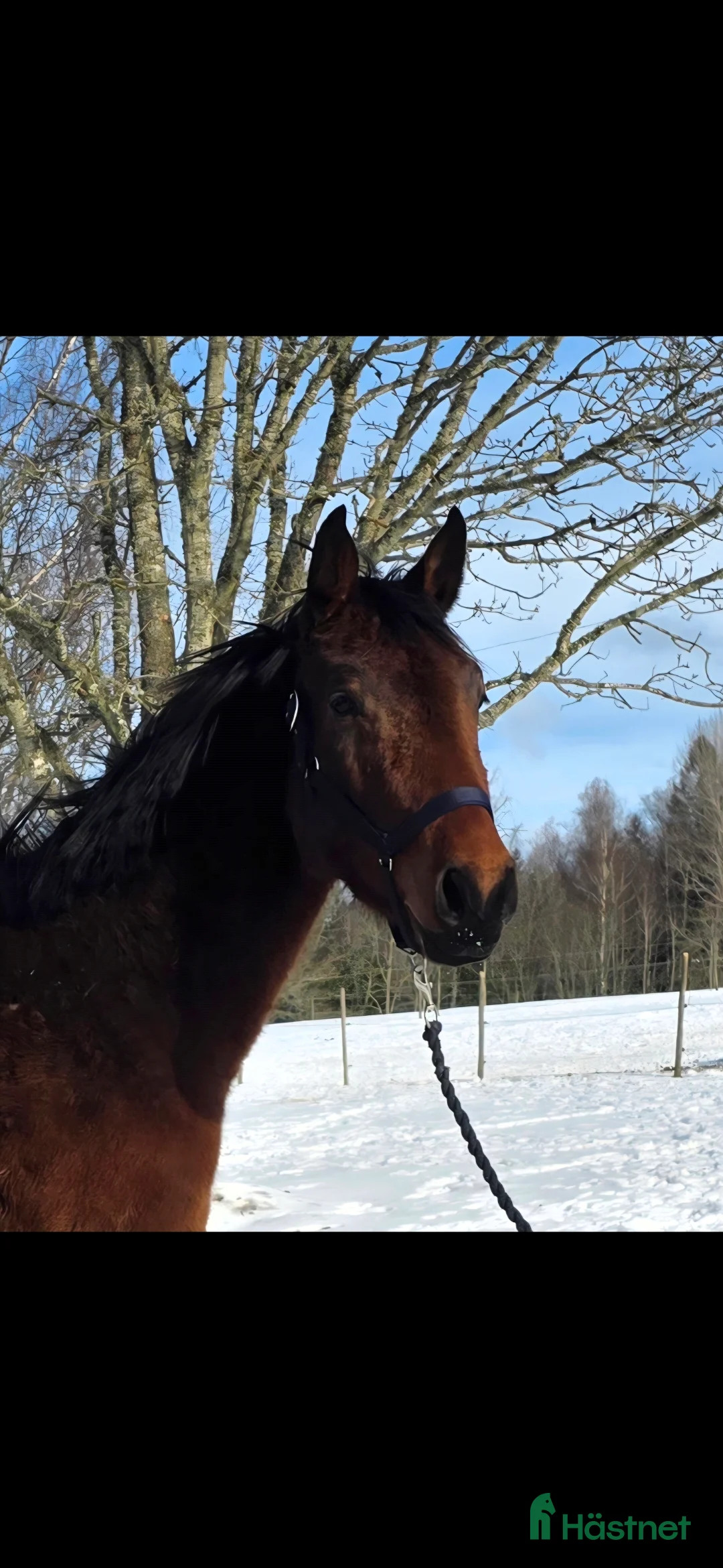 Allround hästar till salu: Trevlig SWB valack i Tingsryd - Annons 2