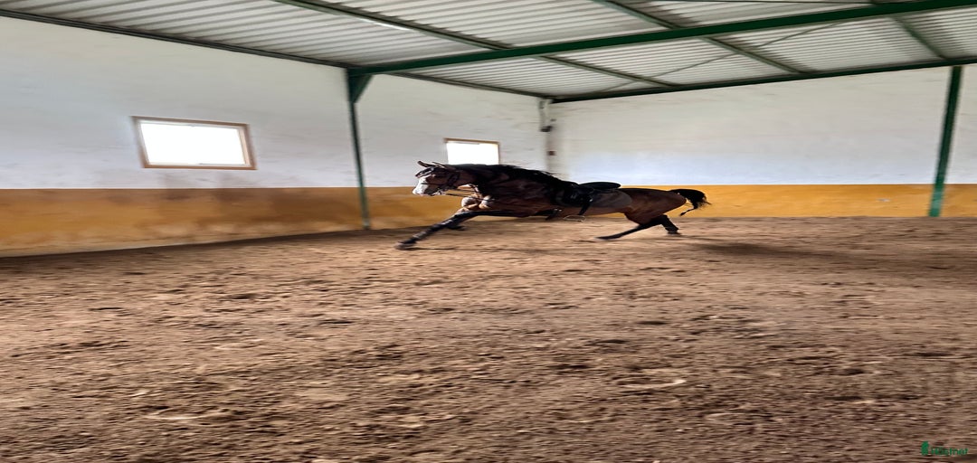 Galleribild {{count}}