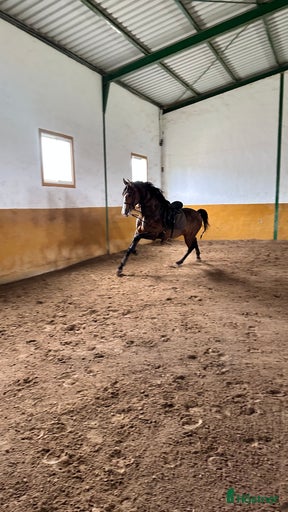 Galleribild {{count}}