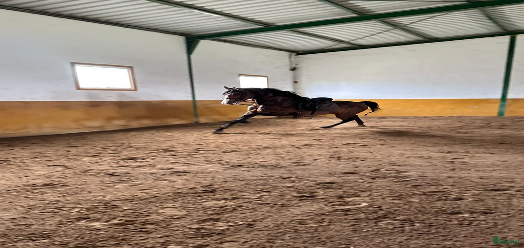 Galleribild {{count}}