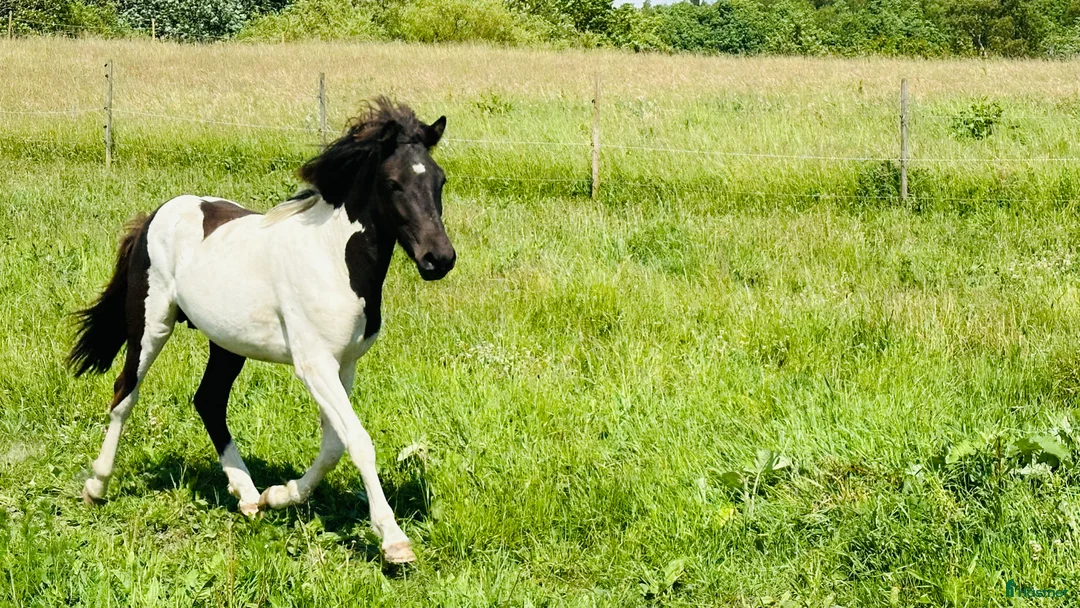 Allround hästar till salu: Framtida bästa vän i Ystad - Annons 3