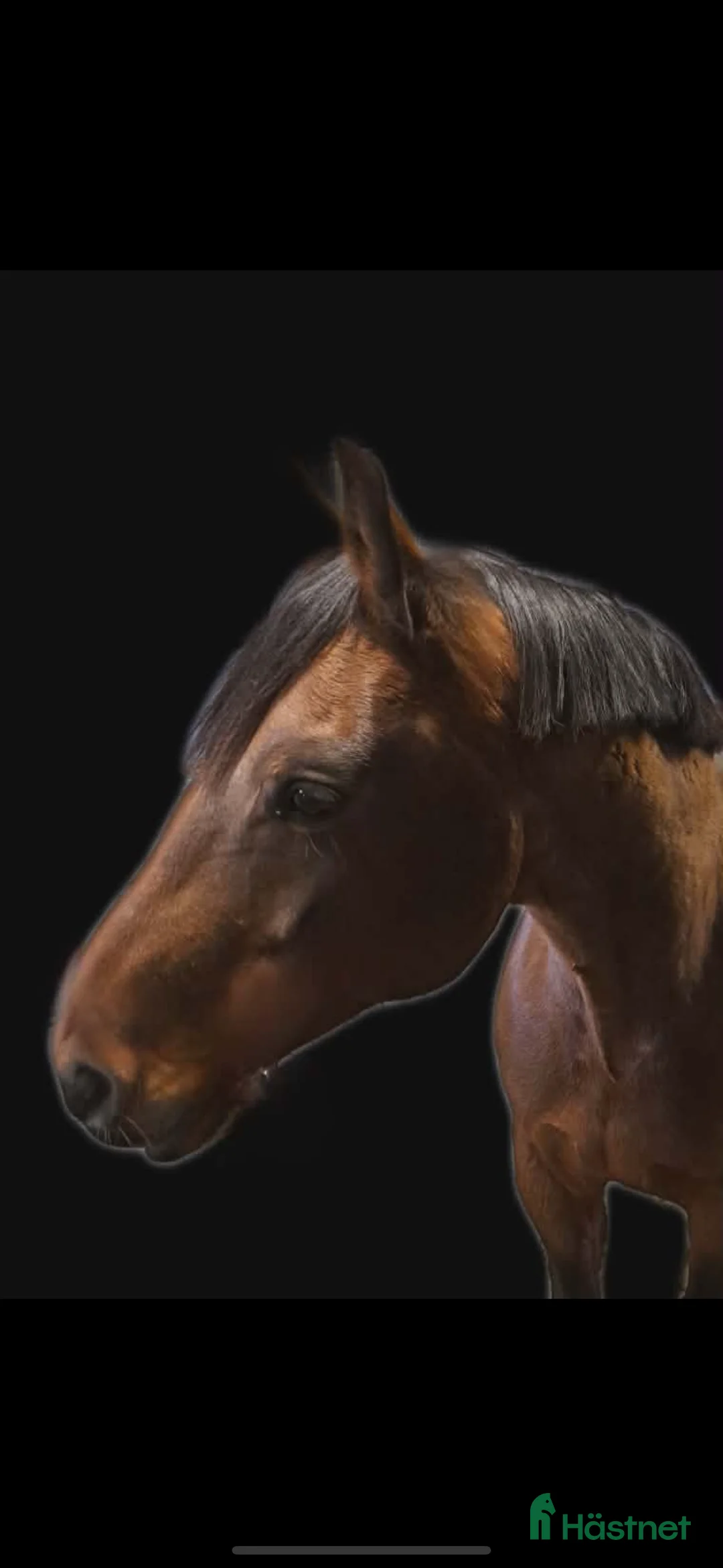 Allround hästar till salu: Välriden fin häst  i Tomelilla - Annons 1