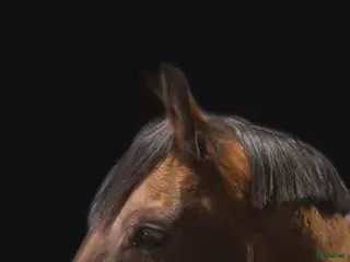 hästar Välriden fin häst i Tomelilla - Annons 16