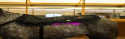 Övrig Hästutrustning hästutrustning till salu: CATAGO FIR-Tech LED Therapy Pad X84, 115 x 74 cm  i Göteborg - Annons 8