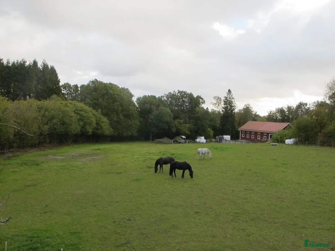  stallplats finnes: Stallet i Öjersjö får lediga platser from 15 aug. - Annons 1