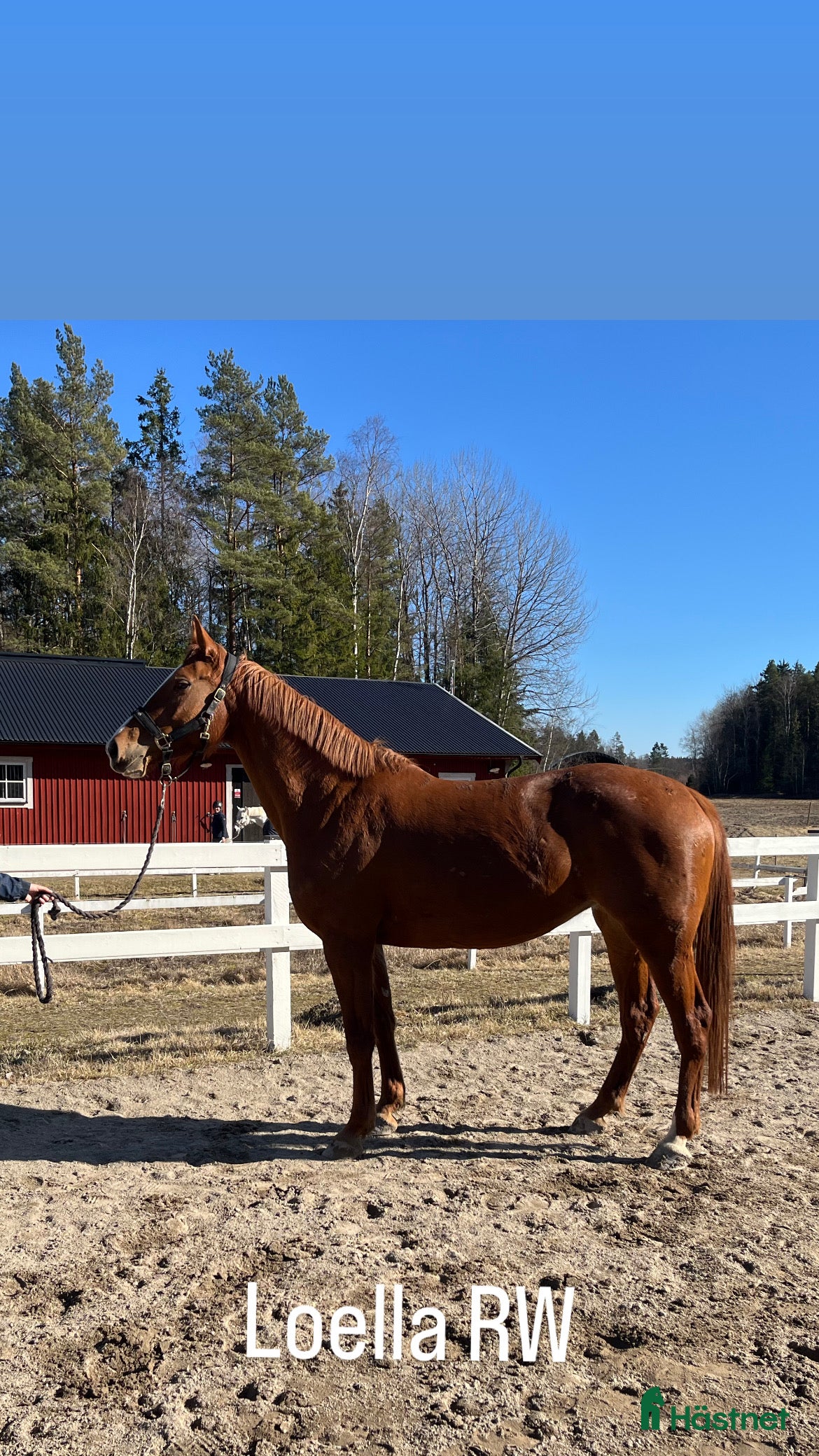  hästar Gamelus R sto dräktig med Favorit Ask i Sorunda - Annons 1