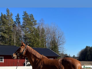 hästar Gamelus R sto dräktig med Favorit Ask i Sorunda - Annons 8