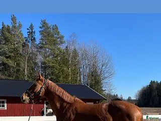 hästar Gamelus R sto dräktig med Favorit Ask - Annons 8