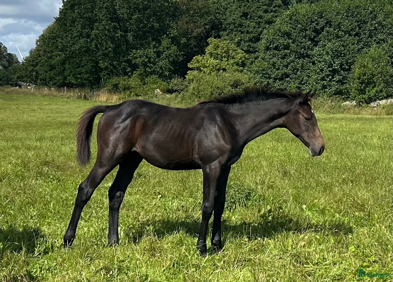  hästar Snyggt halvlodsföl i Hörby - Annons 9