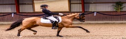 Dressyr hästar till salu: Top FEI pony til salg - Annons 6