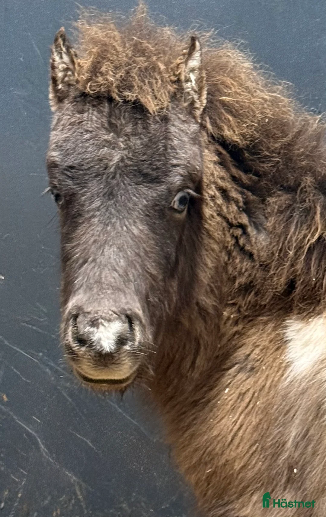 Övrigt hästar till salu: Härlig minihingst - Annons 1