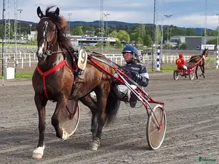hästar Snygg mysig och snäll..skogsmulle//Avel i Säffle - Annons 1