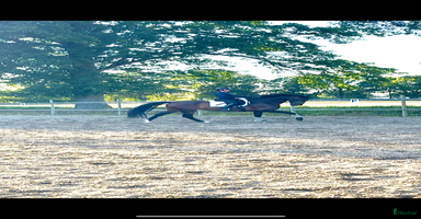  hästar Supersnällt sto för lättare ridning eller avel i Bjuv - Annons 11