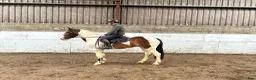 Hoppning hästar till salu: Attyrory Horses  - Annons 3
