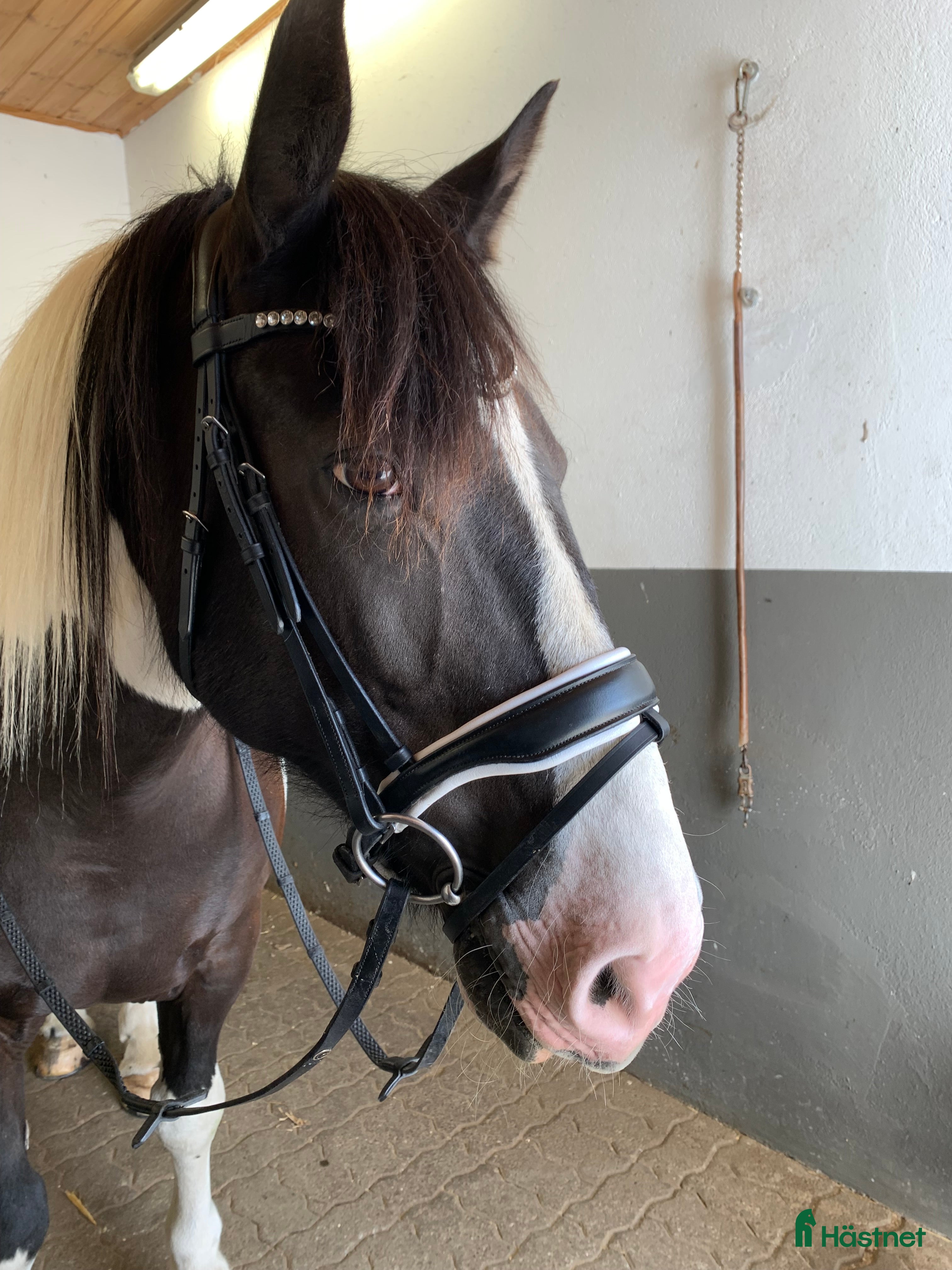 Träns hästutrustning Fint dressyrträns - Annons 1