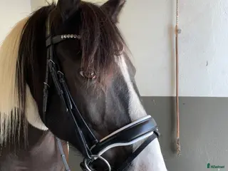 Träns hästutrustning Fint dressyrträns - Annons 1