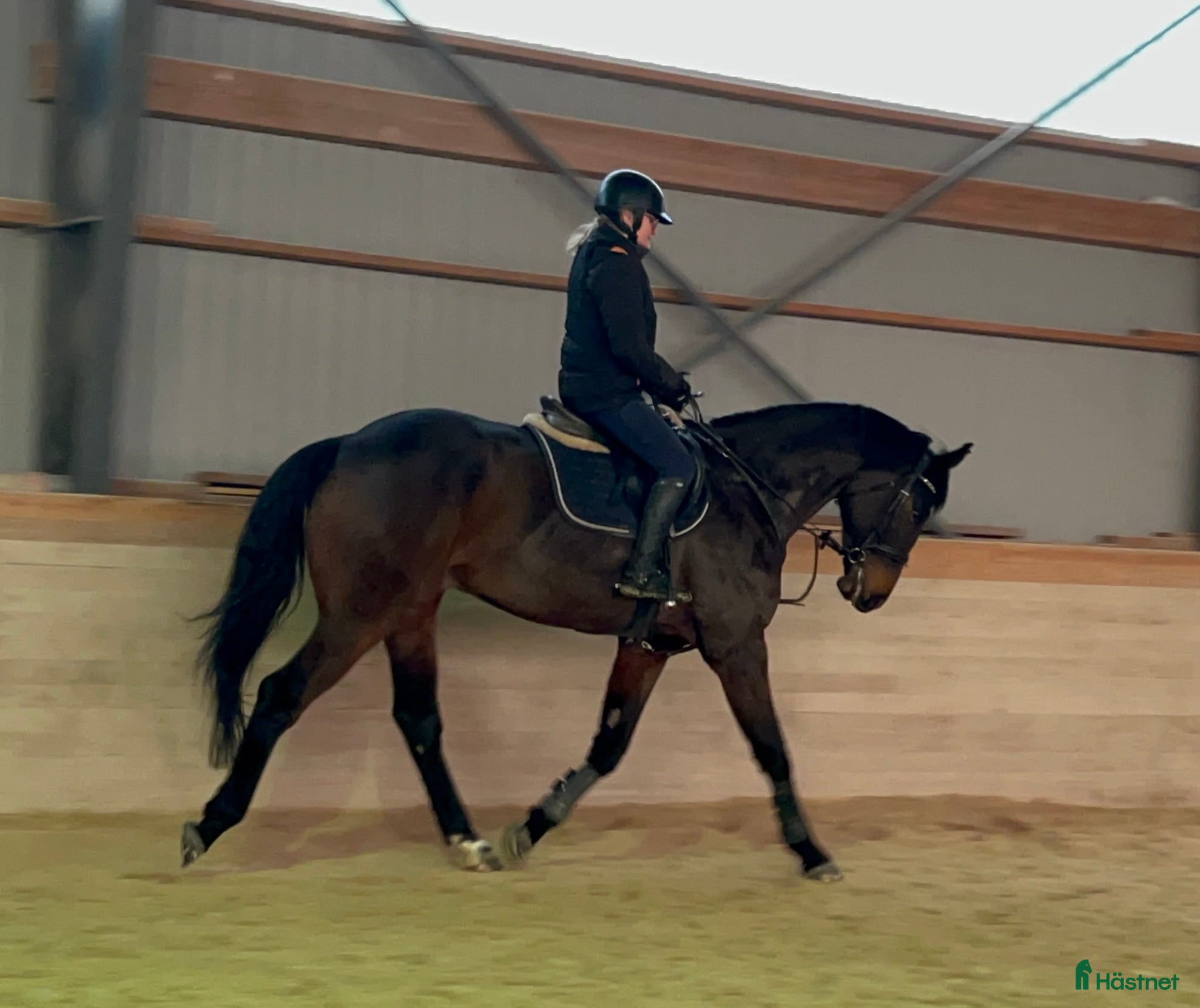  hästar Är han din blivande träningskompis!? - Annons 2