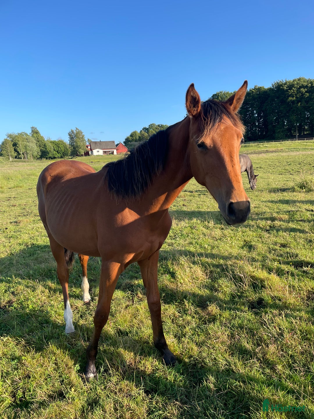 Dressyr hästar till salu: Sto fött 2024 Aideean-Uphill-Negro Ny film!  i Ängelholm - Annons 1
