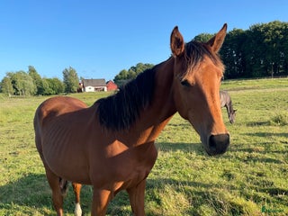Dressyr hästar till salu: Sto fött 2024 Aideean-Uphill-Negro Ny film! i Ängelholm - Annons 3
