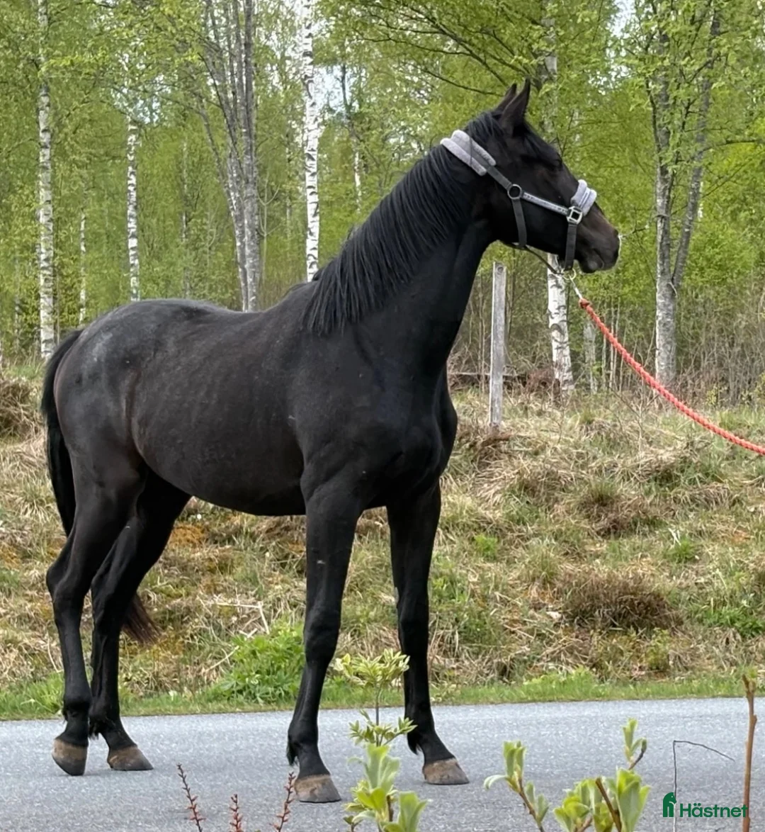 Fälttävlan hästar till salu: Underbart trevlig 2 åring e Cornettino Ask - Annons 1