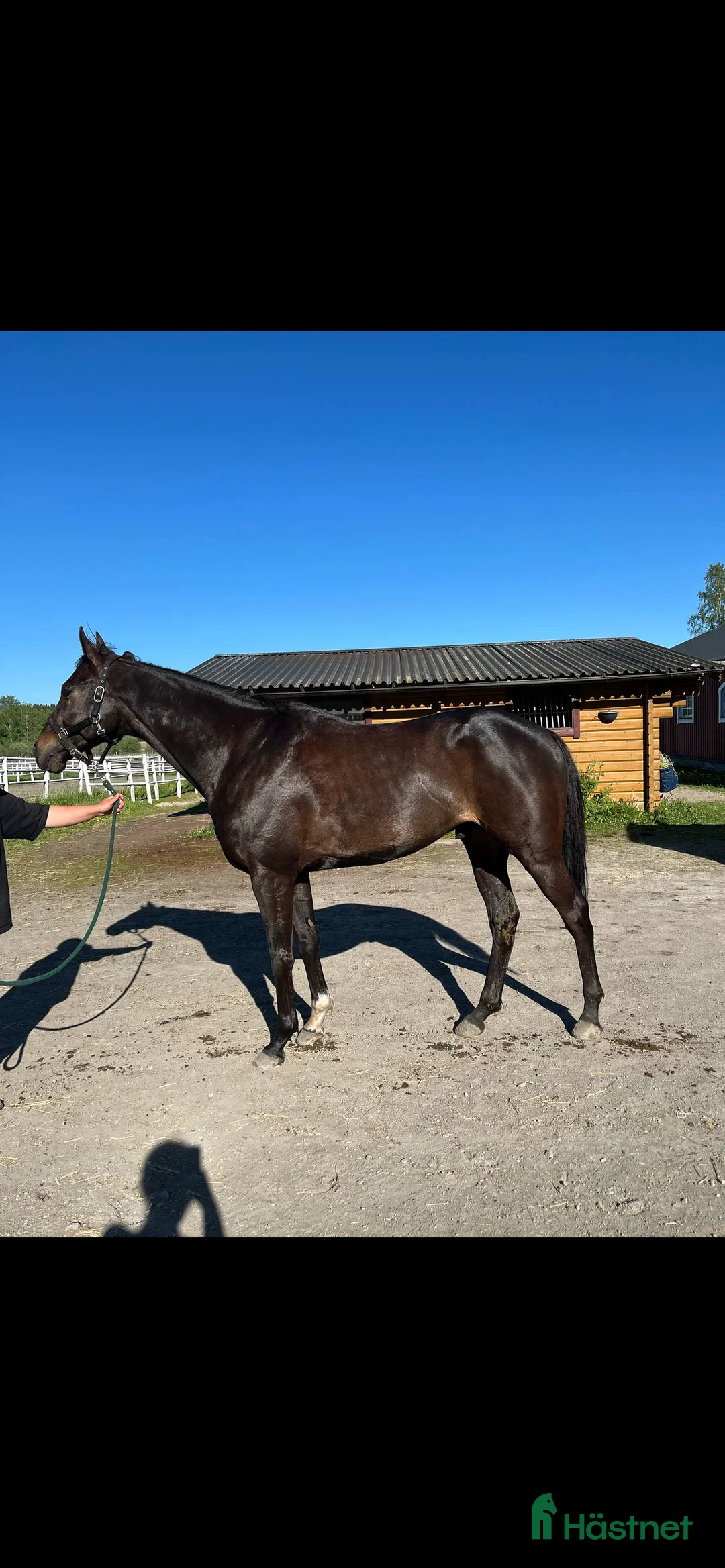 Allround hästar till salu: Super fin häst söker nytt hem i Nordmarkshyttan - Annons 1