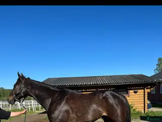 hästar Super fin häst söker nytt hem i Nordmarkshyttan - Annons 3