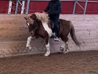 hästar Lyxig rolig valack i Skinnskatteberg - Annons 18