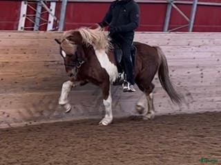 hästar Lyxig rolig valack i Skinnskatteberg - Annons 20