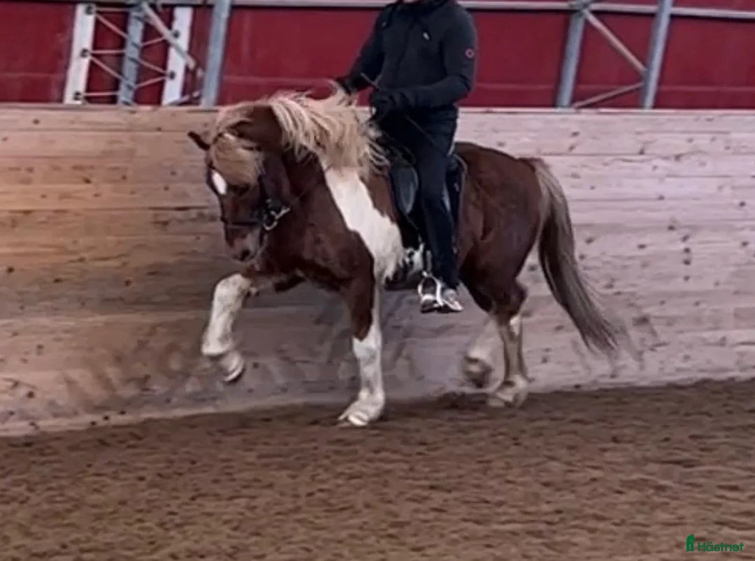 Island hästar till salu: Lyxig rolig valack  i Skinnskatteberg - Annons 1