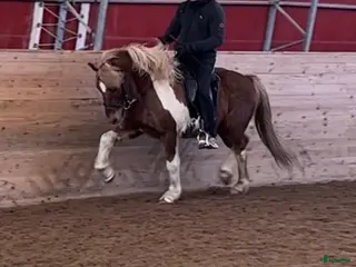 hästar Lyxig rolig valack i Skinnskatteberg - Annons 18