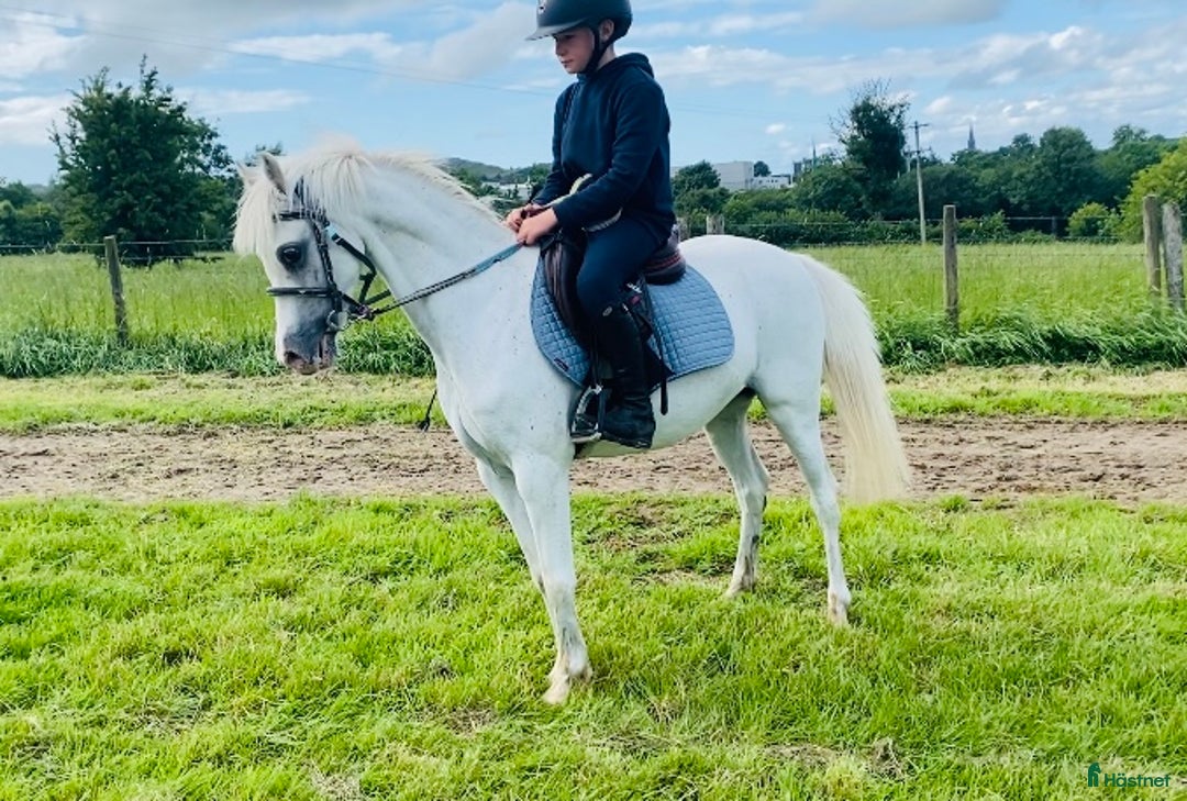 Allround hästar till salu: Selection of Irish ponies i Ljungby - Bild 18