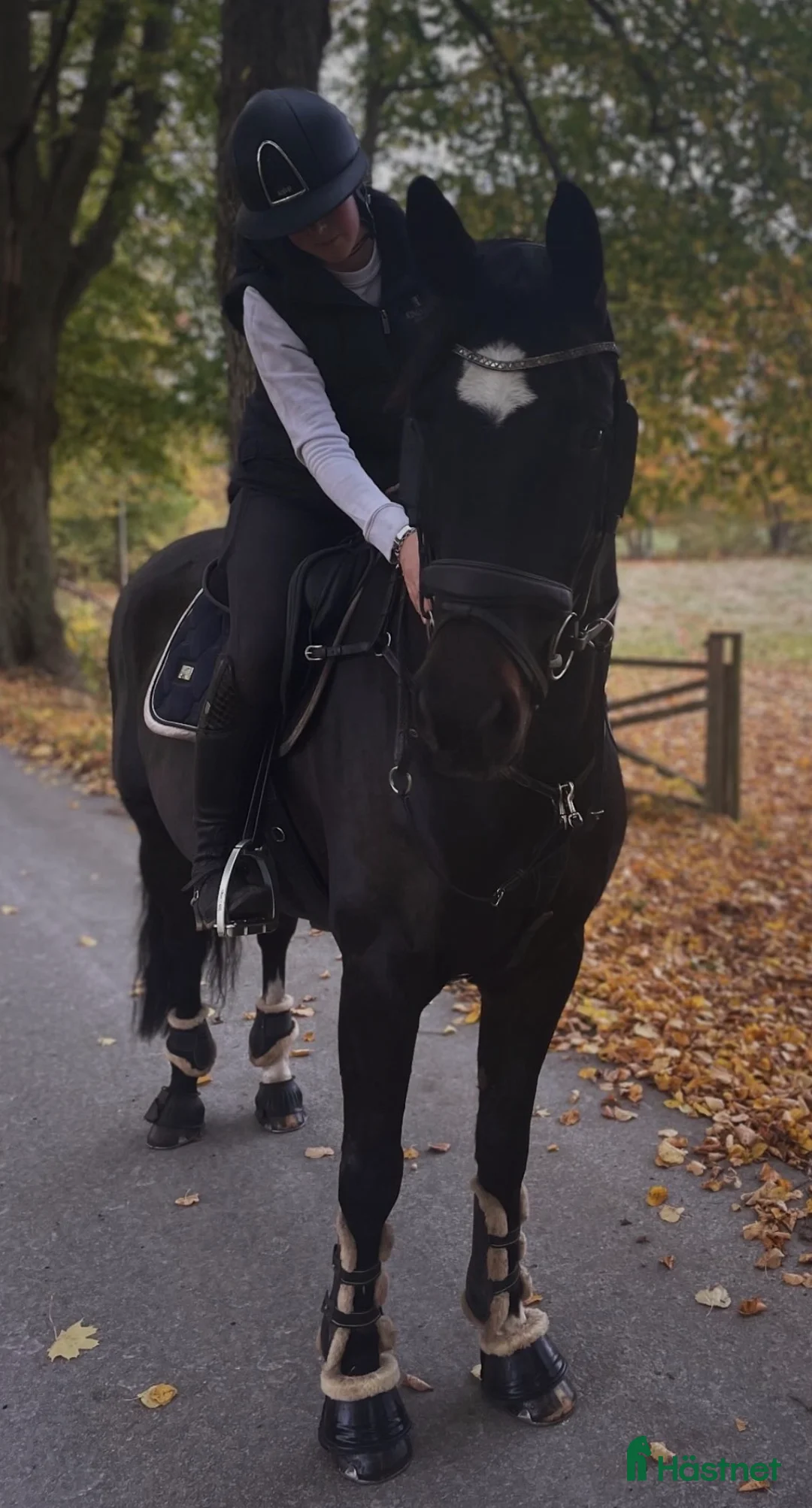 Hoppning hästar till salu: Superfin sporthäst!  - Annons 2