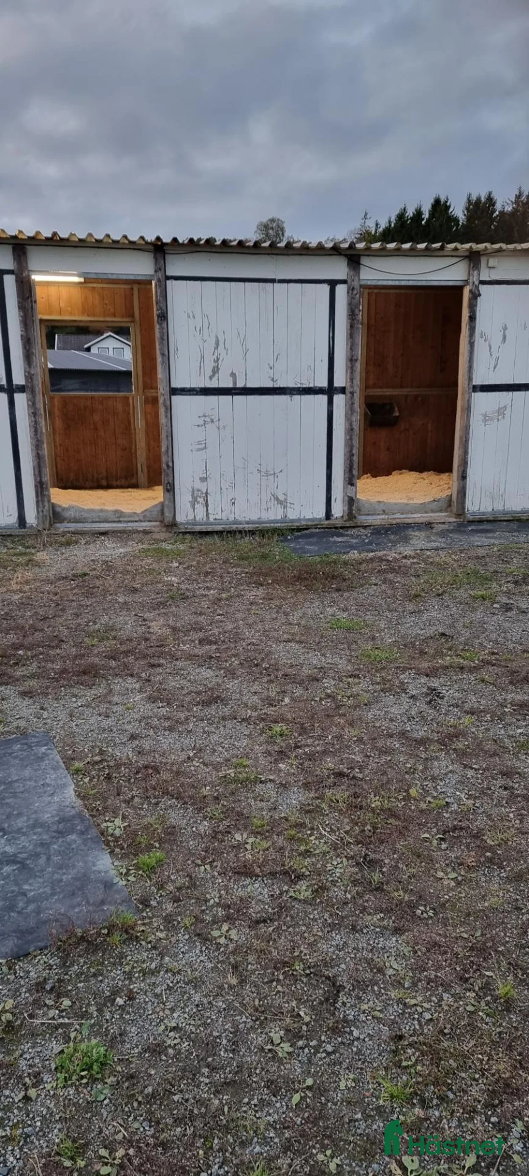  stallplats finnes: Lösdriftskompis sökes - Annons 2