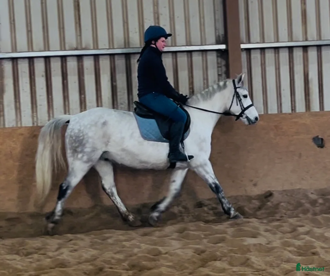 Allround hästar till salu: 6yo Connemara gelding  i Ljungby - Annons 4
