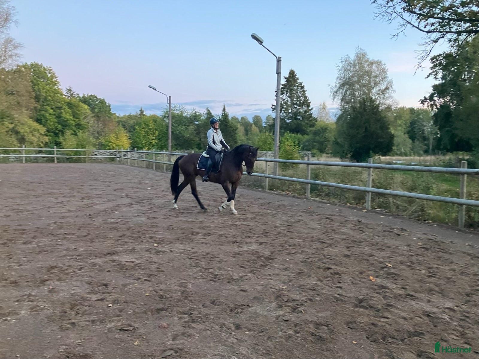  hästar Sökes läromästare - Annons 6