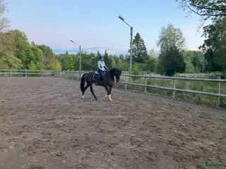 hästar Sökes läromästare - Annons 6